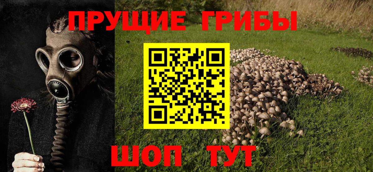 Псилоцибиновые грибы мицелий  Выкса 